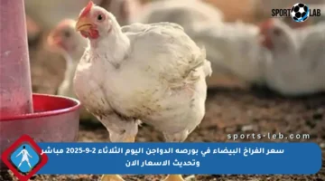 سعر الفراخ البيضاء في بورصة الدواجن اليوم الثلاثاء 2-9-2025 مباشر وتحديث الأسعار الآن